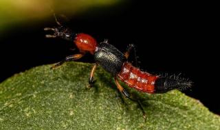 家里为什么会有隐翅虫 家里为什么会有隐翅虫