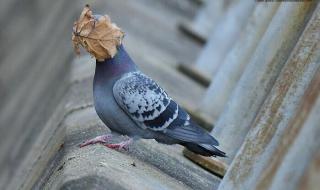 一叶障目是什么意思 一叶障目是什么意思