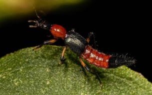 隐翅虫是怎么来家里的 家里为什么会有隐翅虫